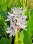 Preview: Hechtkraut weiß - Pontederia cordata Alba